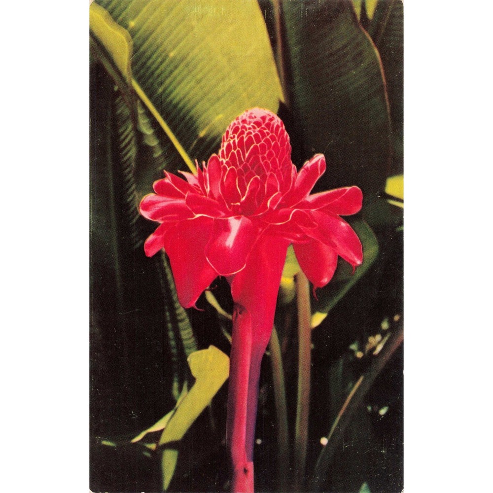 Vintage Guam Torch Ginger Flower Postcard Red Tropical Floral Ray Helbig G-1